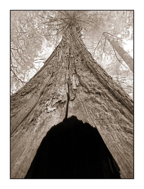 Cathedral Grove tree Infrared photography