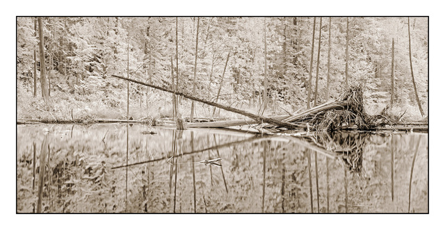 MacMillan Provincial Park Pano Infrared photography