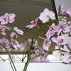 P1030391 - orchideëen