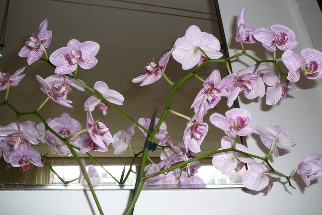 P1030391 orchideëen