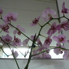 P1030392 - orchideëen