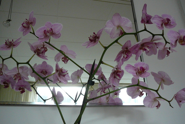 P1030392 orchideëen