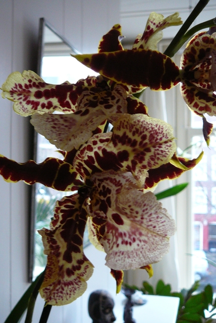 P1030395 orchideëen