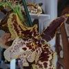 P1030396 - orchideëen