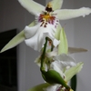 P1030398 - orchideëen