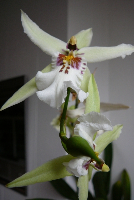 P1030398 orchideëen