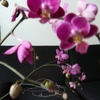 P1030399 - orchideëen
