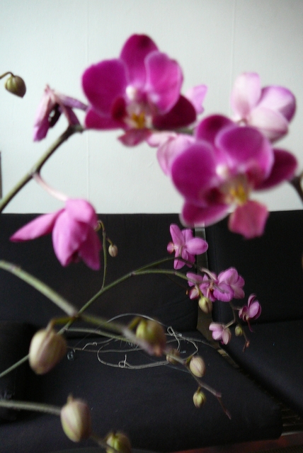 P1030399 orchideëen