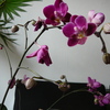 P1030401 - orchideëen