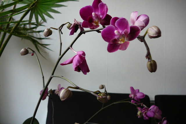 P1030401 orchideëen