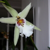 P1030402 - orchideëen