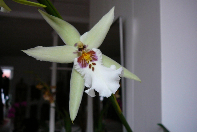 P1030402 orchideëen
