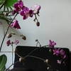 P1030403 - orchideëen