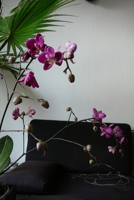 P1030403 orchideëen