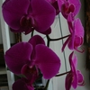 P1030404 - orchideëen