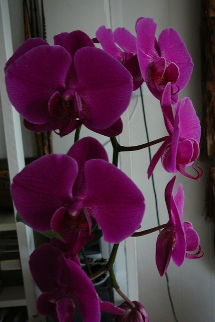P1030404 orchideëen