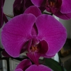 P1030405 - orchideëen