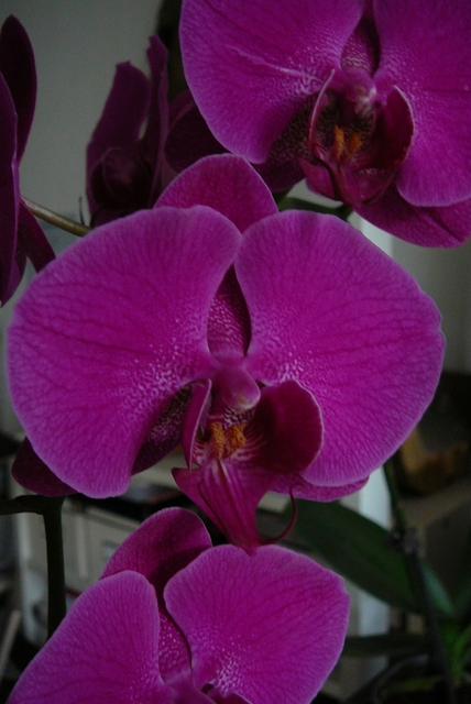 P1030405 orchideëen
