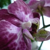 P1030406 - orchideëen
