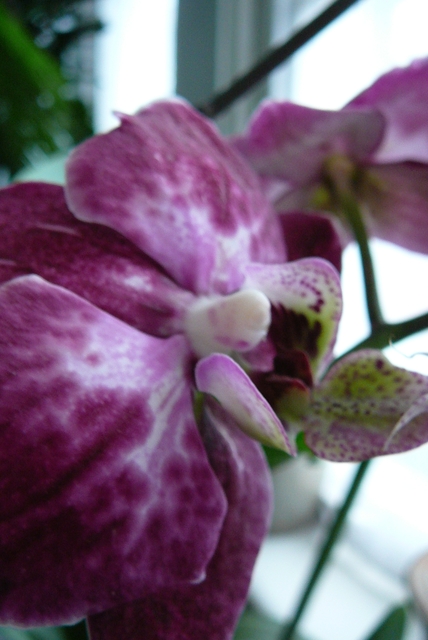 P1030406 orchideëen