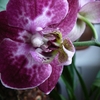 P1030407 - orchideëen