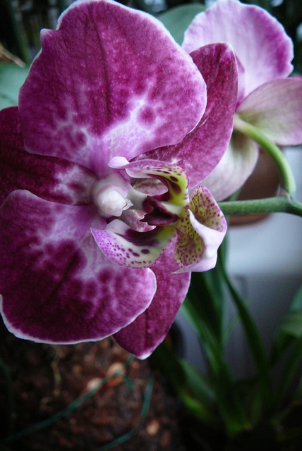 P1030407 orchideëen