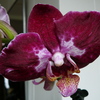 P1010552 - orchideëen