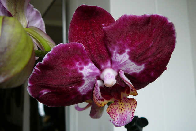 P1010552 orchideëen