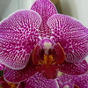 P1010789 - orchideëen