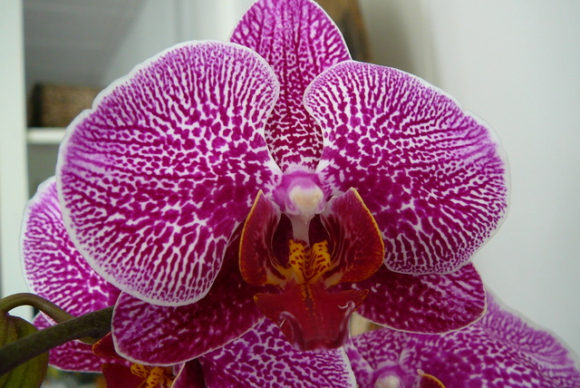 P1010789 orchideëen