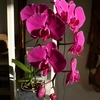 P1030190 - orchideëen