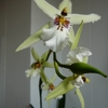 P1030413 - orchideëen