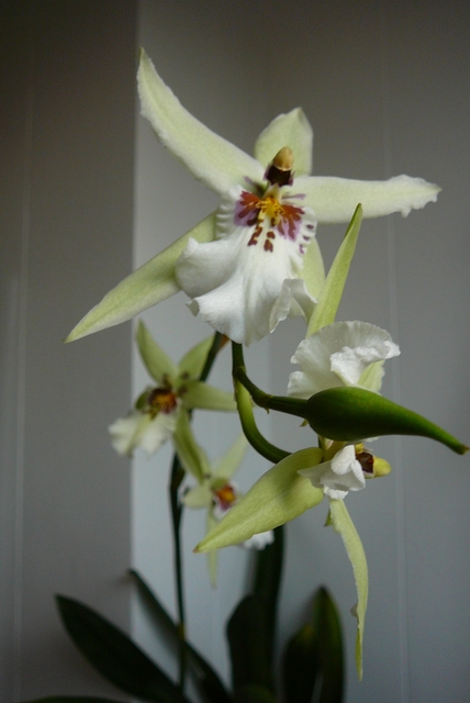 P1030413 orchideëen