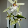 P1030414 - orchideëen