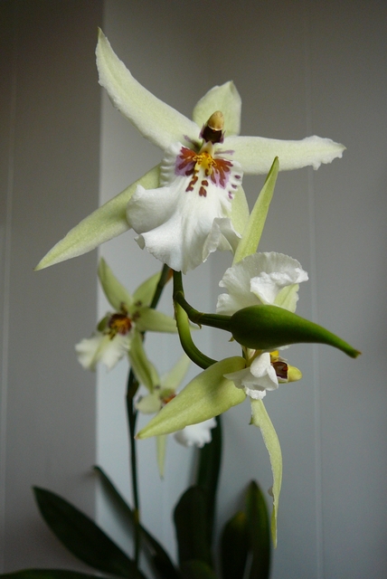 P1030414 orchideëen