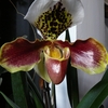 P1030415 - orchideëen