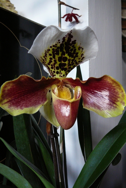 P1030415 orchideëen