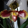 P1030416 - orchideëen