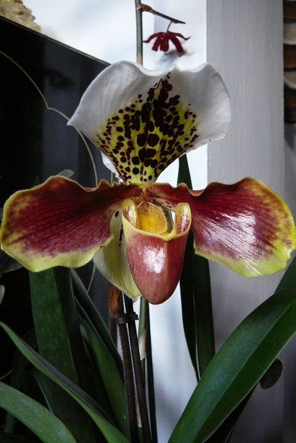 P1030416 orchideëen