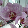 P1030418 - orchideëen