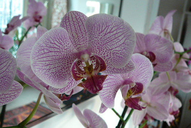 P1030418 orchideëen