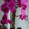 P1030419 - orchideëen