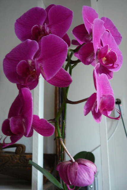 P1030419 orchideëen