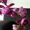 P1030423 - orchideëen