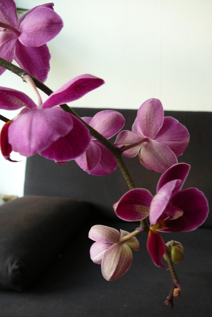P1030423 orchideëen