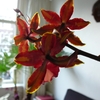 P1030426 - orchideëen