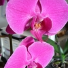 P1030429 - orchideëen