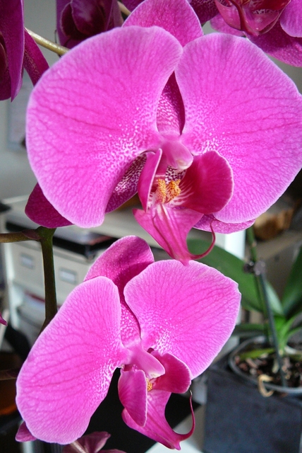 P1030429 orchideëen