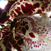 P1030433 - orchideëen