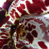 P1030434 - orchideëen